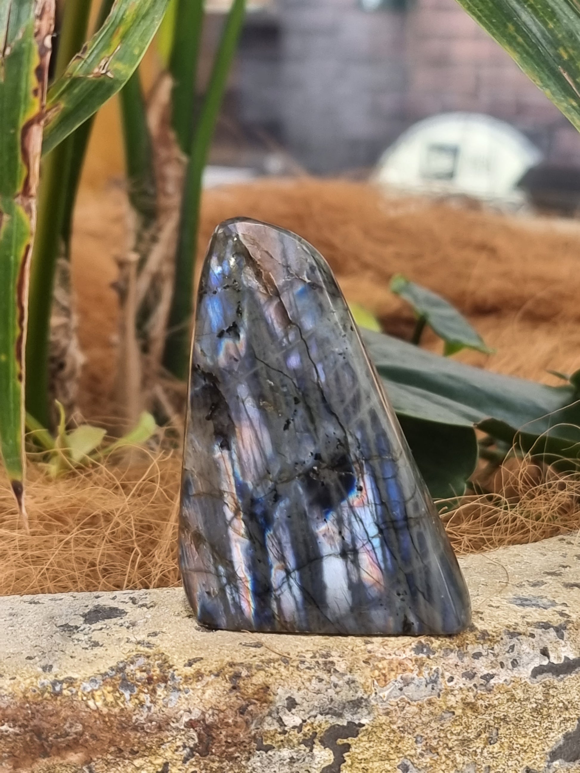 Labradorite freeform - Rivendell Shop